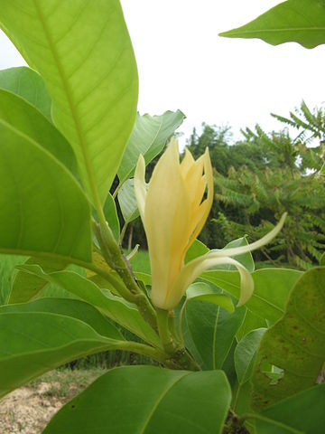 360px-magnolia_champaca2